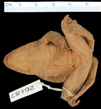 Media type: image; Herpetology A-26487